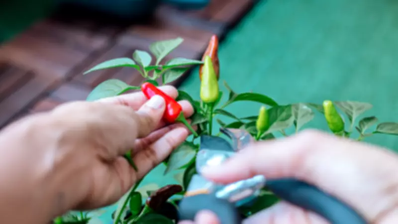 Grow Chillies in Grow Bags: Tips for Maximum Harvest at Home