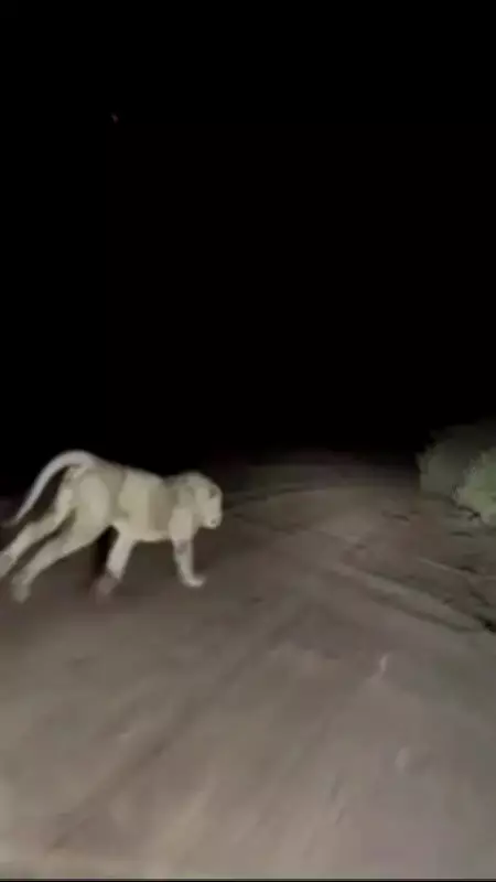 Gujarat Lion Chased by Car in Viral Video; Forest Dept Forms SIT