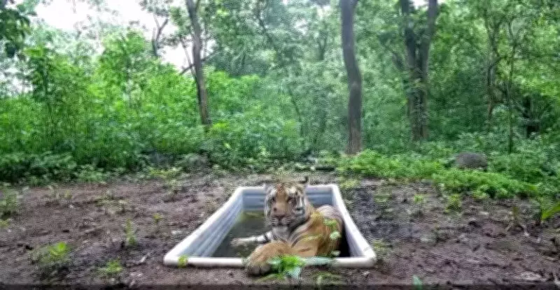 Gujarat's Lone Tiger Triggers Major Census by 500 Forest Staff