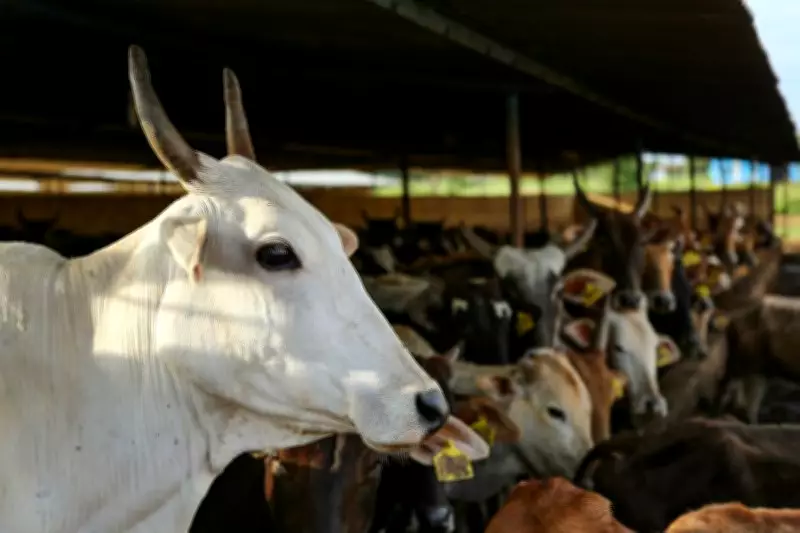 Haibowal Dairy Owners Threaten Road Blockade with Cattle Tomorrow