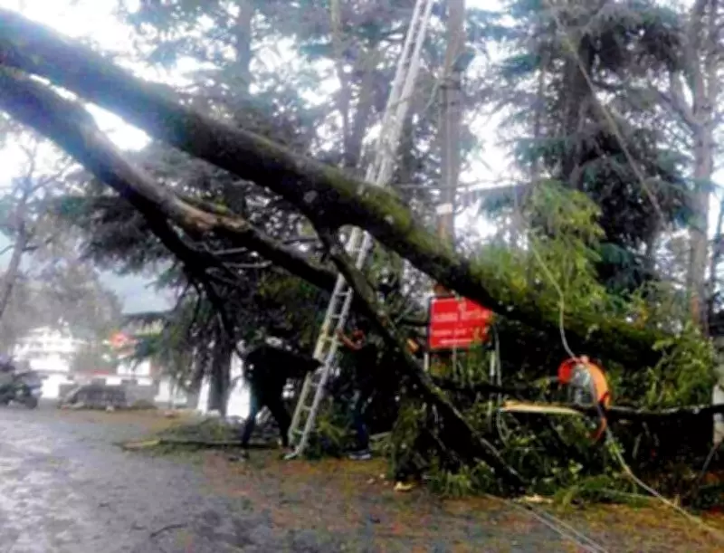 Hanging Trees on Palampur-Kangra Road Risk Commuters' Lives