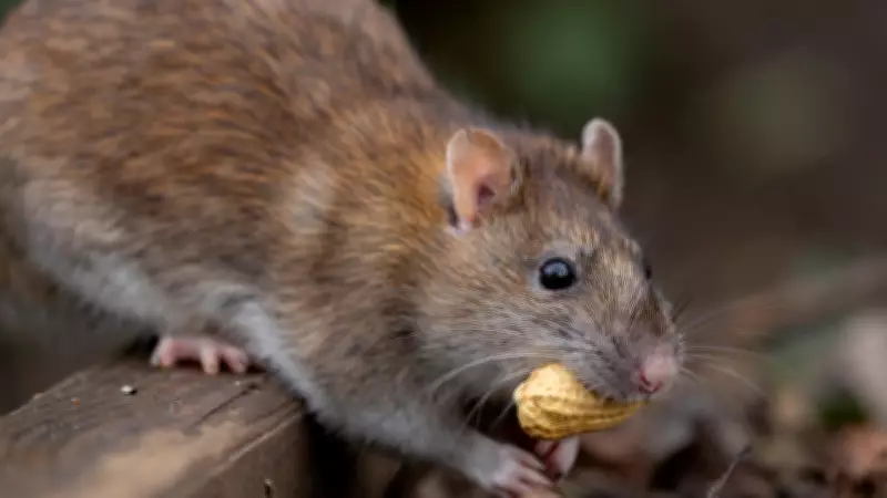 Hantavirus Alert: Smart Ways to Keep Rats Out of Your Home This Summer