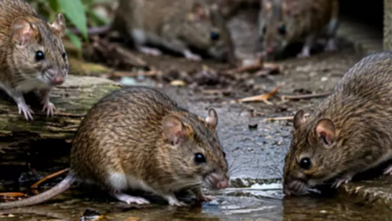 Hantavirus Infections: Key Rodent Carriers and Transmission Risks