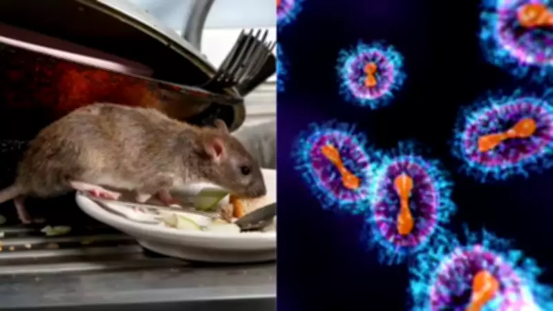 Hantavirus Outbreak on Dutch Cruise Ship: WHO Confirms Cases, Tracing Underway