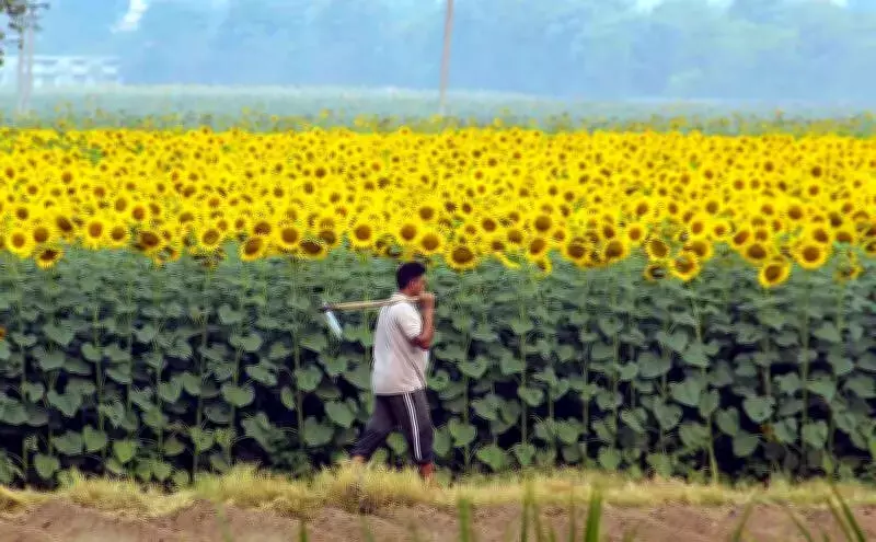 Haryana Advances Sunflower Procurement to May 25 Under PSS