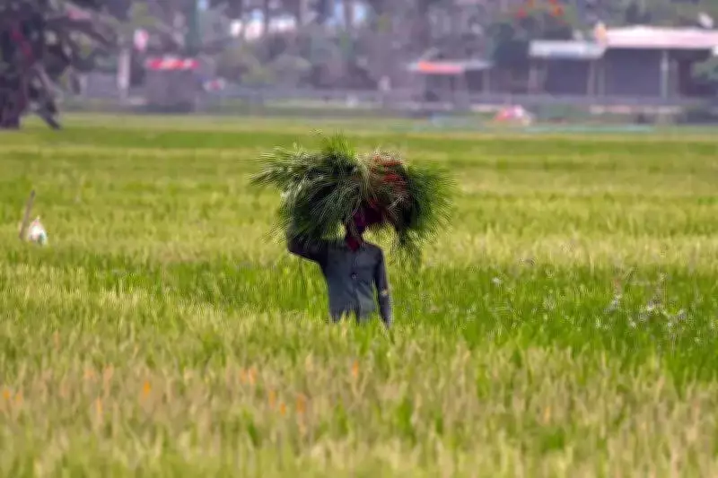 Haryana Dairy Crisis: Fodder Shortage Skyrockets Prices, Hurts Farmers