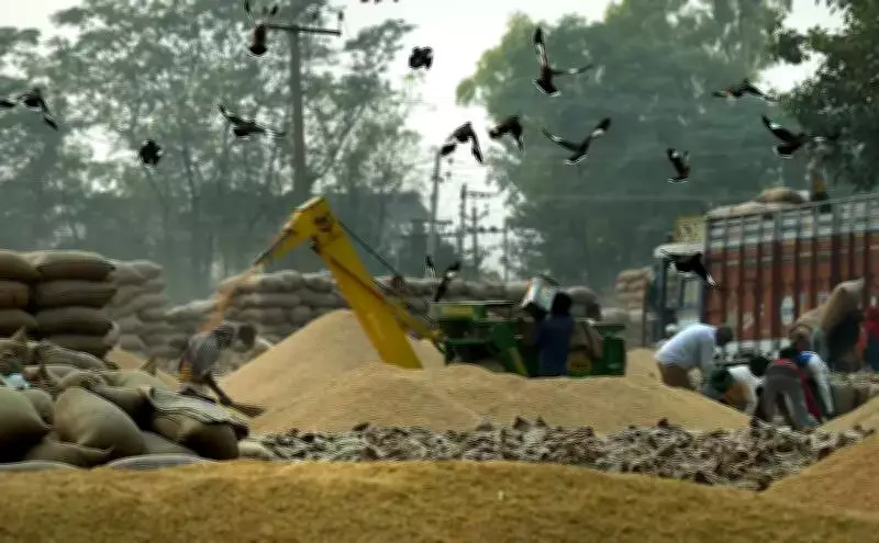 Haryana Dismisses 5 Officials in Rs 20 Crore Paddy Scam in Karnal