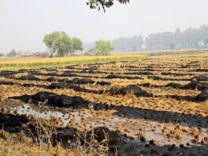 Haryana Farm Fires Reach Five-Year High Despite Bans