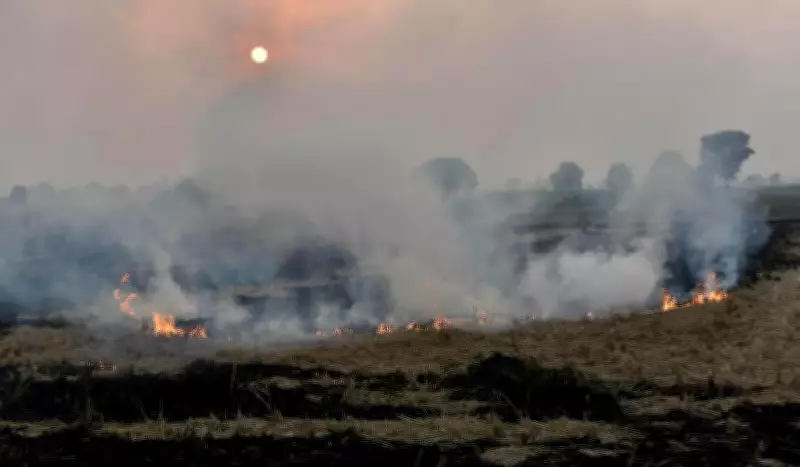 Haryana to Use Satellite Surveillance to Curb Stubble Burning Incidents