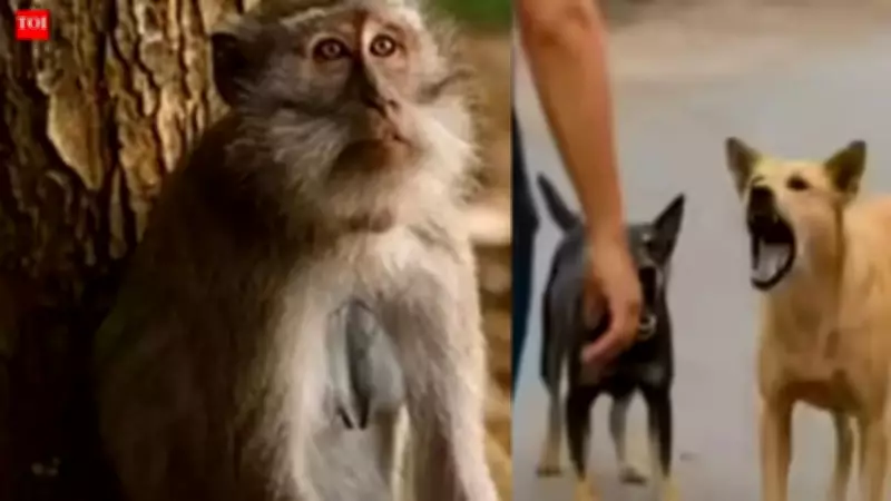 Heatwave Sparks Surge in Dog and Monkey Bites in UP's Sambhal District