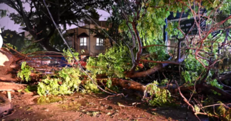 Heavy Rain Lashes Bengaluru, Uproots Over 50 Trees