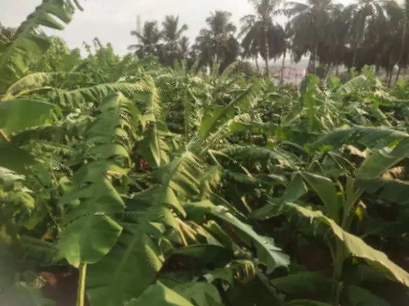 Heavy Summer Showers Wreak Havoc in Coimbatore and Krishnagiri Districts