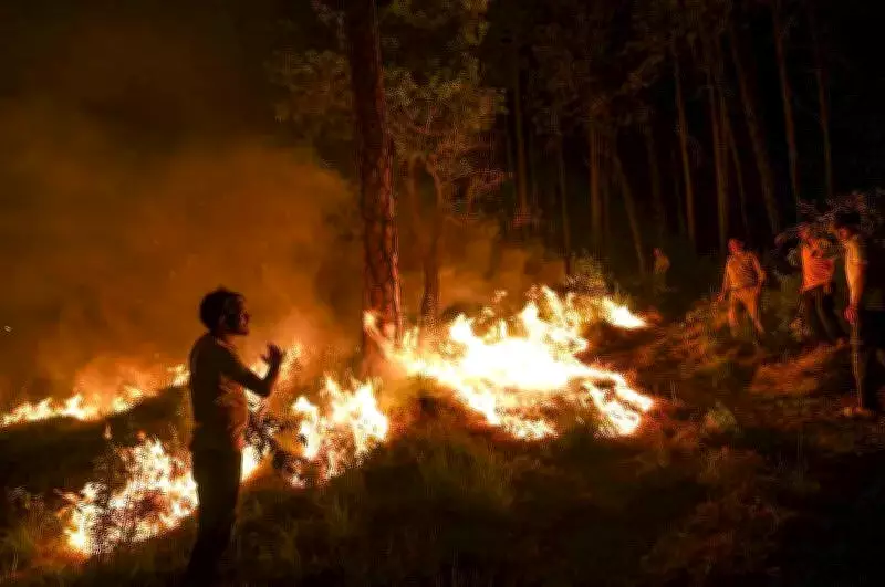 Himachal Forest Fires Surge: 288 Incidents Destroy 3,672 Hectares