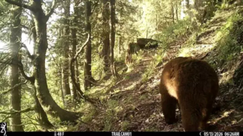 Himalayan Brown Bear Spotted in Chamba Sanctuary After 50 Years