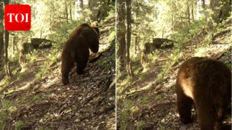 Himalayan Brown Bear Spotted in Chamba Sanctuary for First Time Since 1974