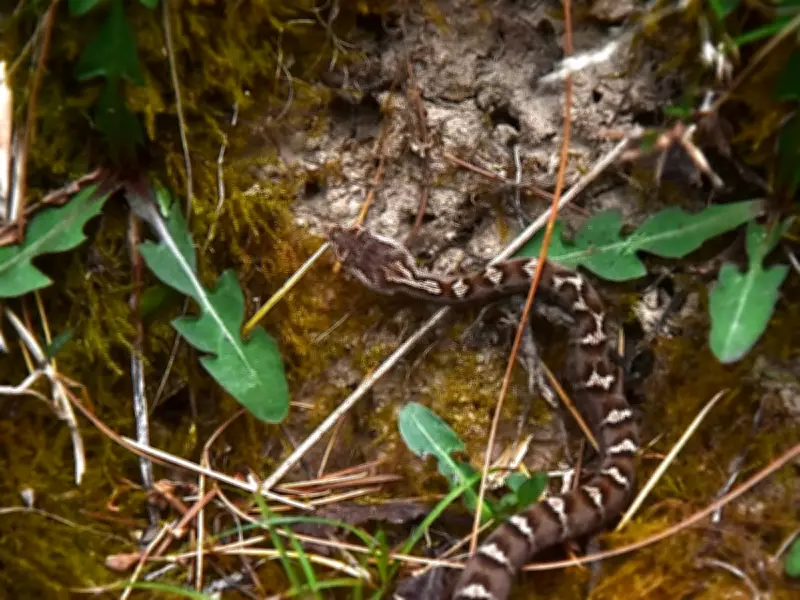 Himalayan Pit Viper Revealed as Five Distinct Species After 160 Years