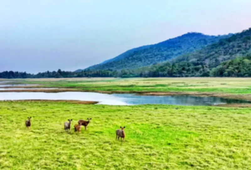 Hirakud Reservoir Shoreline Transformed Into Rich Meadow Boosts Wildlife