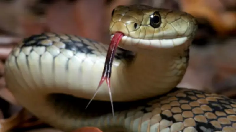 Hissing to Rattling: 7 Snake Sounds and Which Is the Most Dangerous