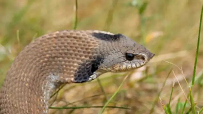 Hognose Snake's Dramatic Defence: Playing Dead to Survive