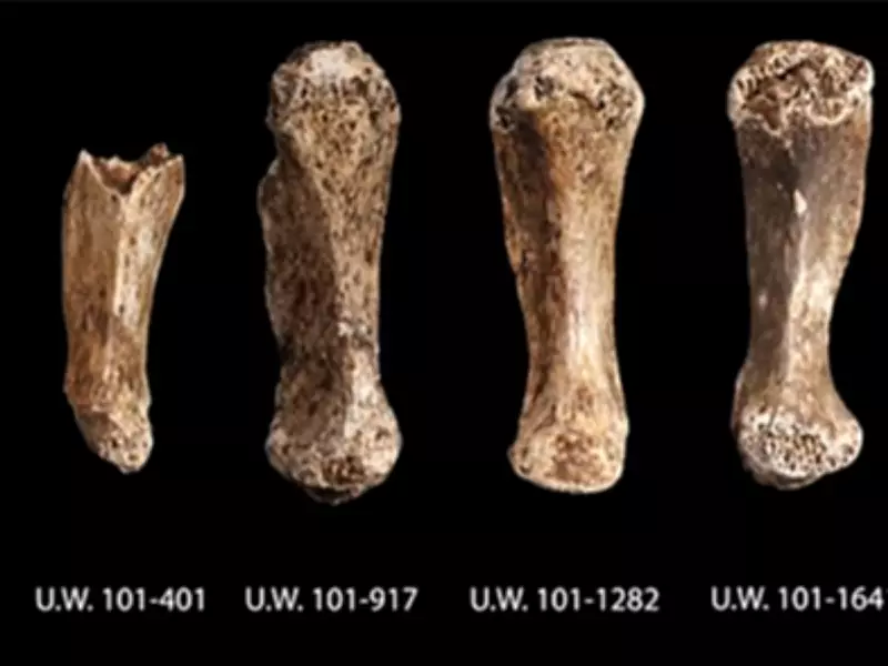 Homo Naledi Discovery: Unearthing Secrets in South Africa's Rising Star Cave