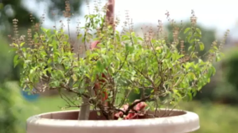 How a ₹100 Balcony Setup Can Grow Herbs for Daily Cooking