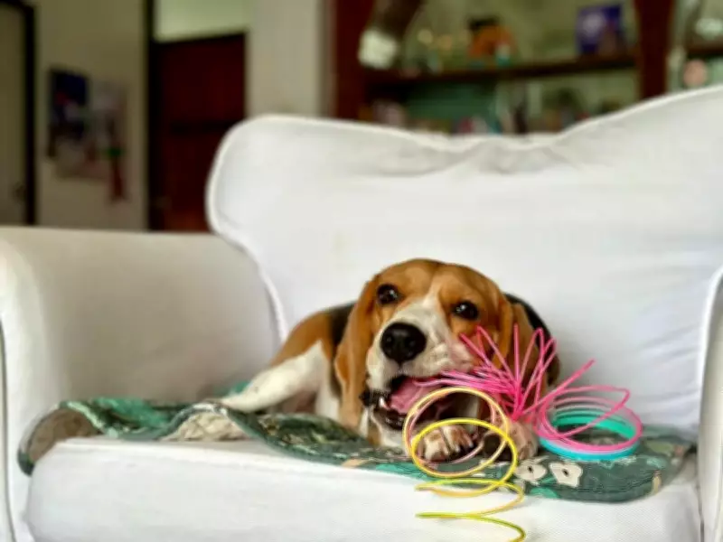 How a Wartime Engineering Observation Created the Beloved Slinky Toy