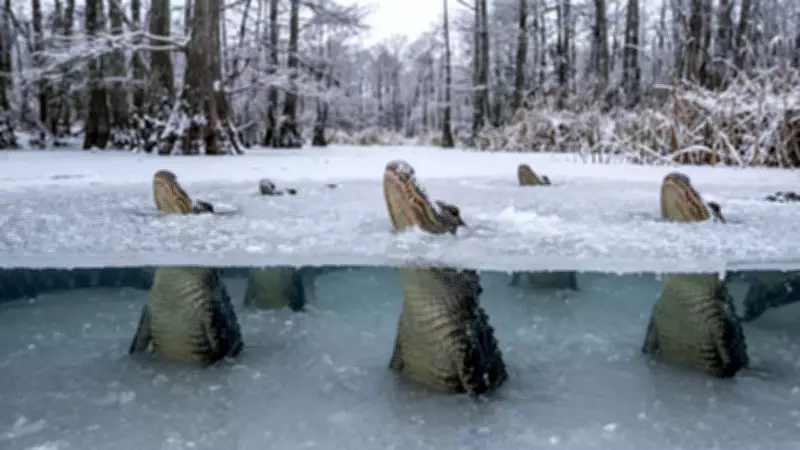 How Alligators Survive Freezing Winters with Icing Behavior