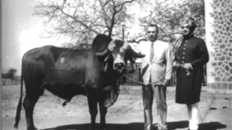 How an Indian Bull Named Krishna Transformed Brazil's Dairy Industry