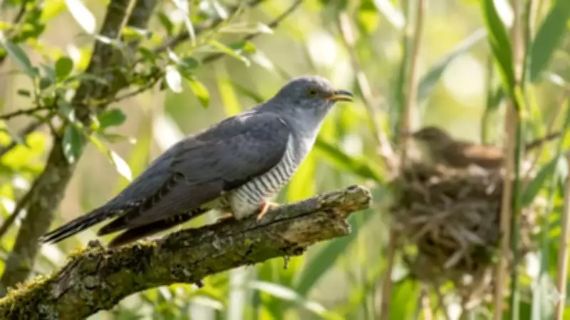 How Brood Parasite Birds Trick Other Species into Raising Their Young
