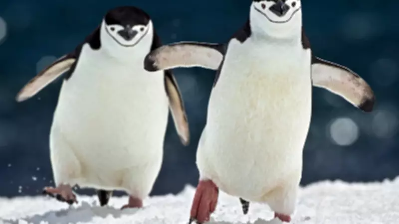 How Chinstrap Penguins, Frigatebirds, and Elephant Seals Mastered Sleep in Extreme Conditions
