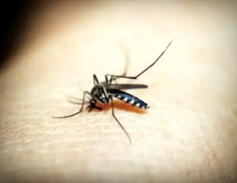How Malaria Shaped Human Migration and Genetics for 74,000 Years