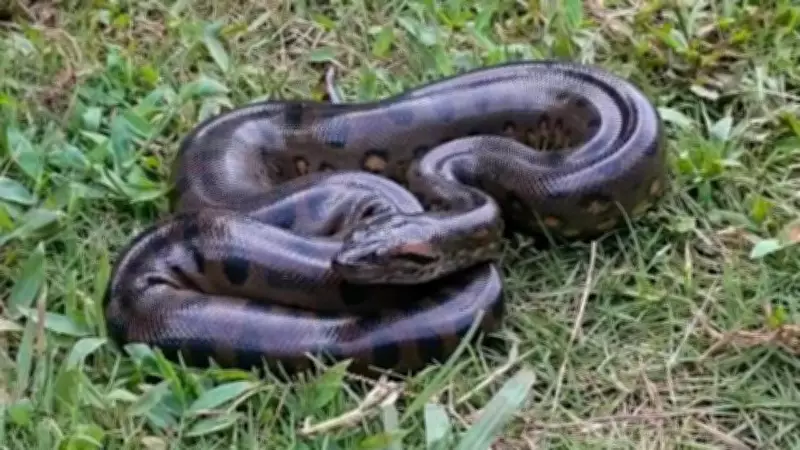How Many Babies Can an Anaconda Deliver at Once? The Answer Is Shocking