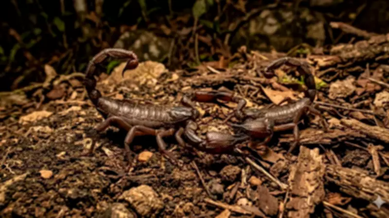 How Scorpions Survive Extreme Conditions Through Slow Metabolism and Efficiency