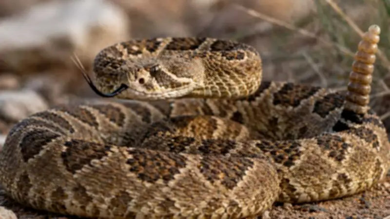 How Snakes Survive Months Without Food Through Unique Adaptations