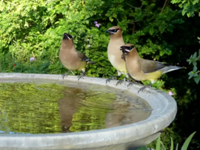 How to Clean a Birdbath Safely with Vinegar and Avoid Common Mistakes