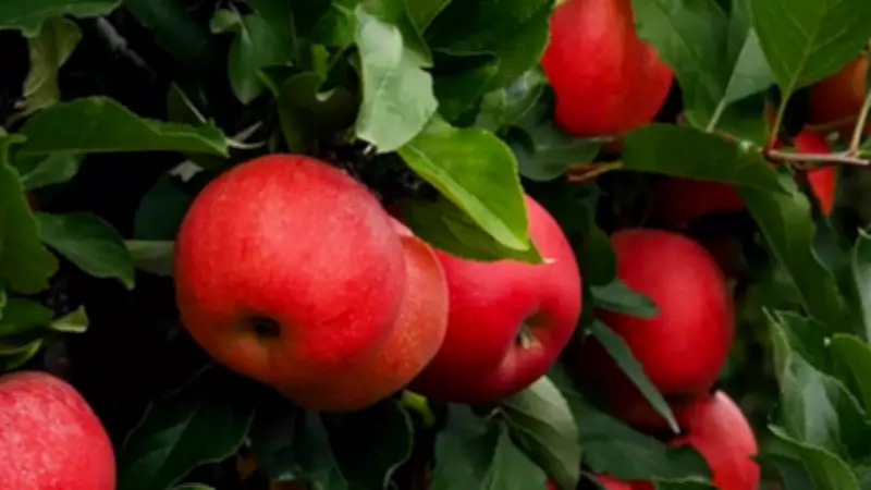 How to Grow Apple Plant in a Pot: Step-by-Step Guide for Beginners
