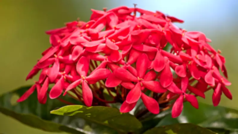 How to Grow Butterfly-Friendly Native Plants in Indian City Home Gardens