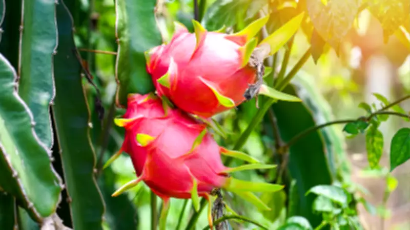 How to Grow Dragon Fruit in Your Garden: A Step-by-Step Guide for Beginners