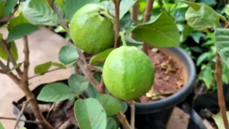 How to Grow Guava Plant in a Pot on Your Balcony: Step-by-Step Guide