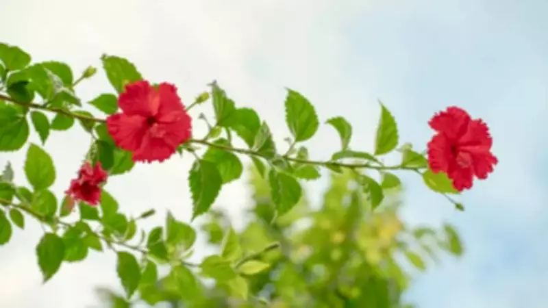 How to Grow Hibiscus Flowers Throughout the Year: 6 Easy Tips