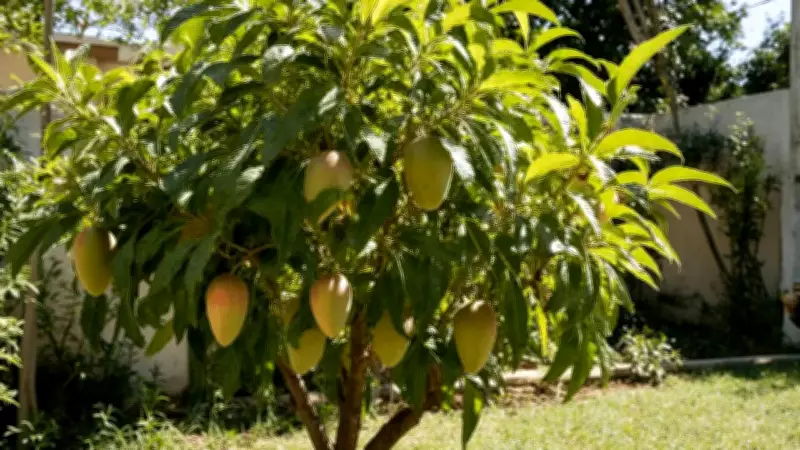 How to Grow Mango Plant in a Pot: Step-by-Step Guide for Beginners