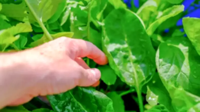 How to Grow Spinach Year-Round in Small Spaces: Expert Tips for Balcony Gardens