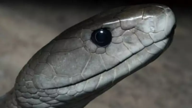 How to Identify a Black Mamba Snake in Your Home and Garden