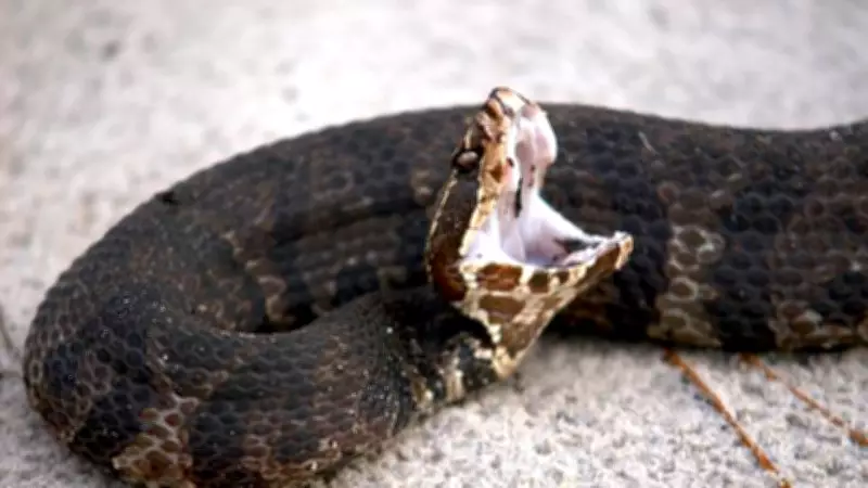 How to Identify a Cottonmouth: Key Features of the Venomous Water Moccasin