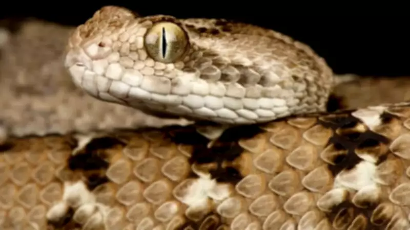 How to Identify a Saw-Scaled Viper: Features, Habitat, and Behavior