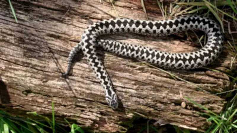 How to Identify an Adder Snake: Simple Tips for Nature Lovers