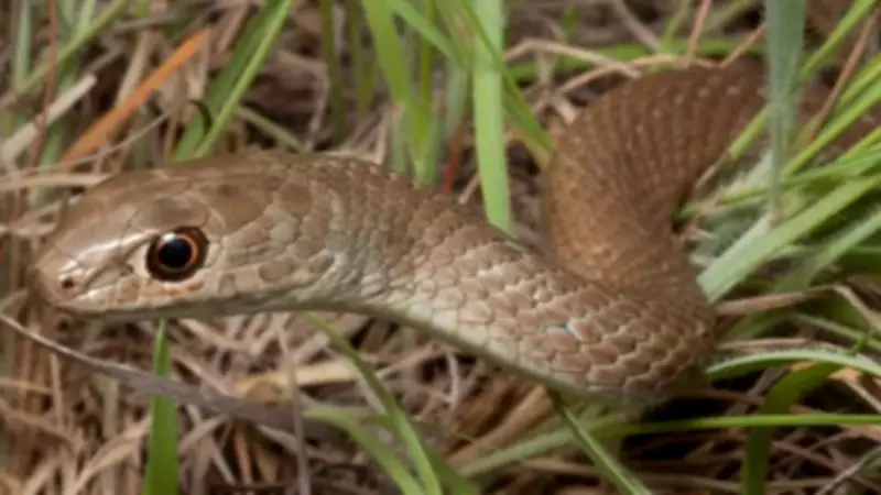 How to Identify an Eastern Brown Snake: A Comprehensive Safety Guide