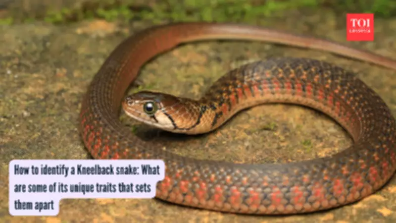 How to Identify Keelback Snakes: Unique Features and Habitats Explained