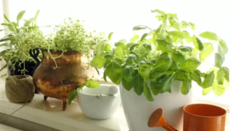 How to Start a Kitchen Herb Garden in Indian Apartments