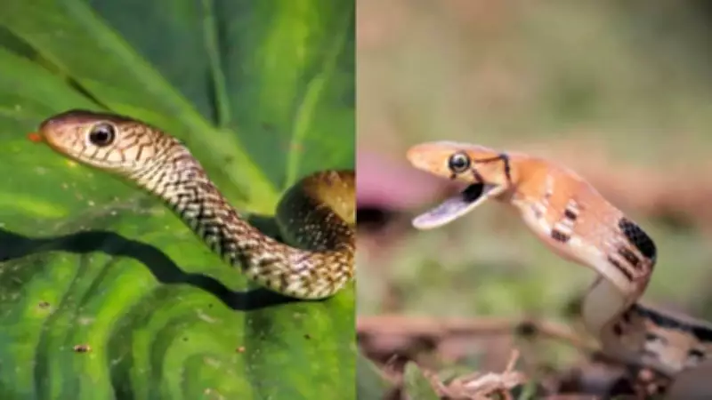 How to Tell Rat Snakes and Copperheads Apart: Key Differences